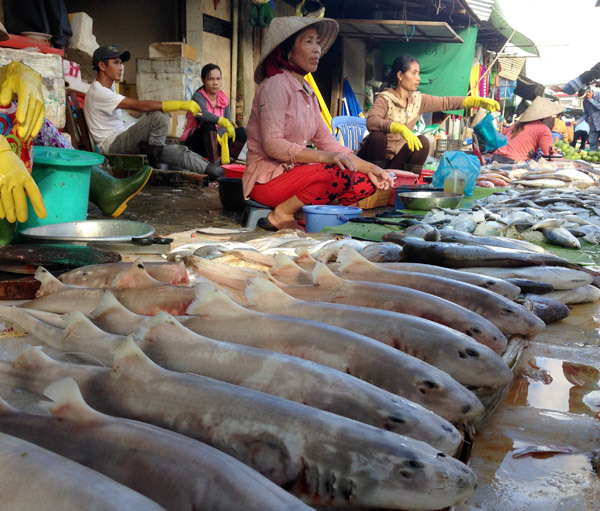 Đặc điểm chợ hải sản Dương Đông thu hút khách địa phương cũng như khách du lịch chính là độ tươi ngon của các loài hải sản.  - 20160202152156-8-phuquoc - Sắc Màu Tươi Rói Chợ Cá Dương Đông Phú Quốc
