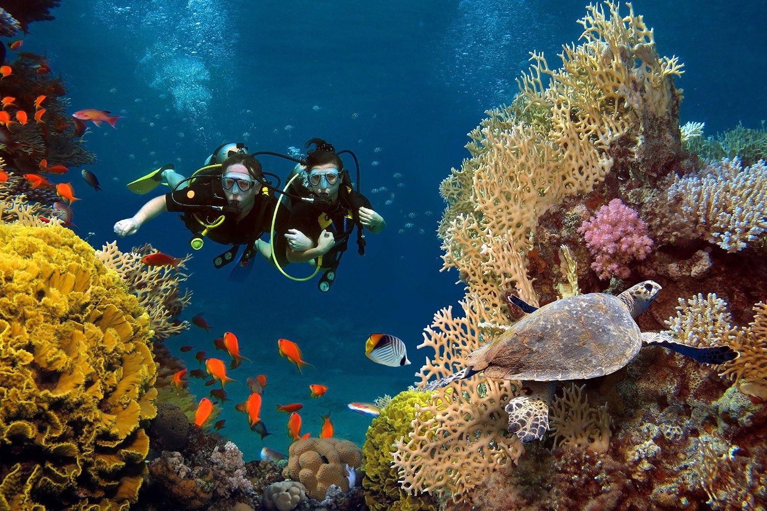 Ở biển Maldives, chỉ cần bơi 100 m là bạn có thể tận mắt ngắm các loài cá sặc sỡ giữa những nhánh san hô đủ màu.  - anh_4 - Trải nghiệm Maldives bằng chuyên cơ hạng sang