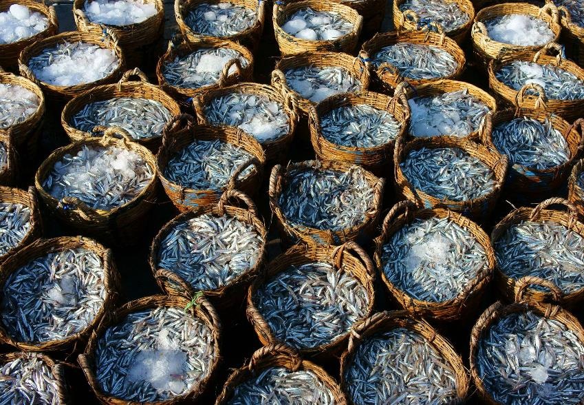 Cá cơm than tươi Phú Quốc giàu đạm là nguyên liệu chính của nước mắm Knorr.  - image005_2 - Cá cơm than Phú Quốc &#8211; nguyên liệu cho cốt mắm chất lượng