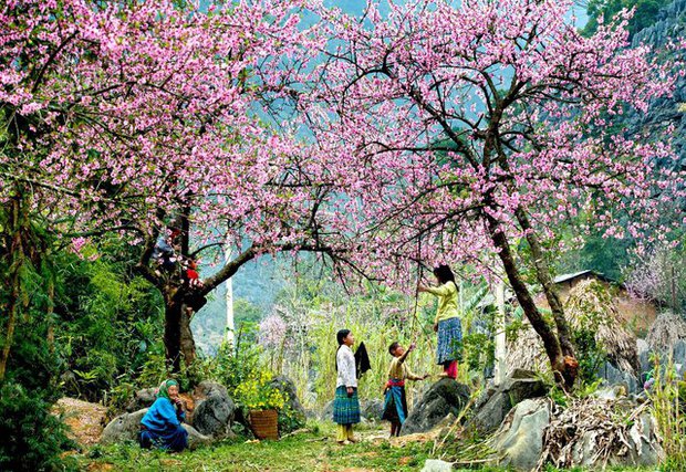 Mộc Châu là cao nguyên hoang dã và thơ mộng nhất ở vùng núi phía Bắc nước ta  - photo-5-16768097917311764927107 - 5 địa danh tuyệt đẹp ở Việt Nam vào mùa xuân: Hãy xách balo lên và đi để không bỏ lỡ!
