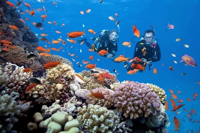 Phú Quốc được thiên nhiên ưu ái ban tặng cho thảm san hô đẹp nhất Việt Nam với diện tích lên đến 480ha - WikiLand  - photo-2-16778025140171637044995 - 7 nơi chụp ảnh đẹp nhất trong các điểm du lịch Phú Quốc