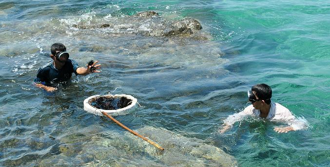 Bắt nhum và các hải sản tại Bãi Thơm - Phú Quốc  bãi thơm - Bắt-nhum-và-các-hải-sản-tại-Bãi-Thơm-Phú-Quốc-WikiPhuQuoc - Bãi Thơm – Vẽ đẹp hoang sơ tại đảo ngọc Phú Quốc.