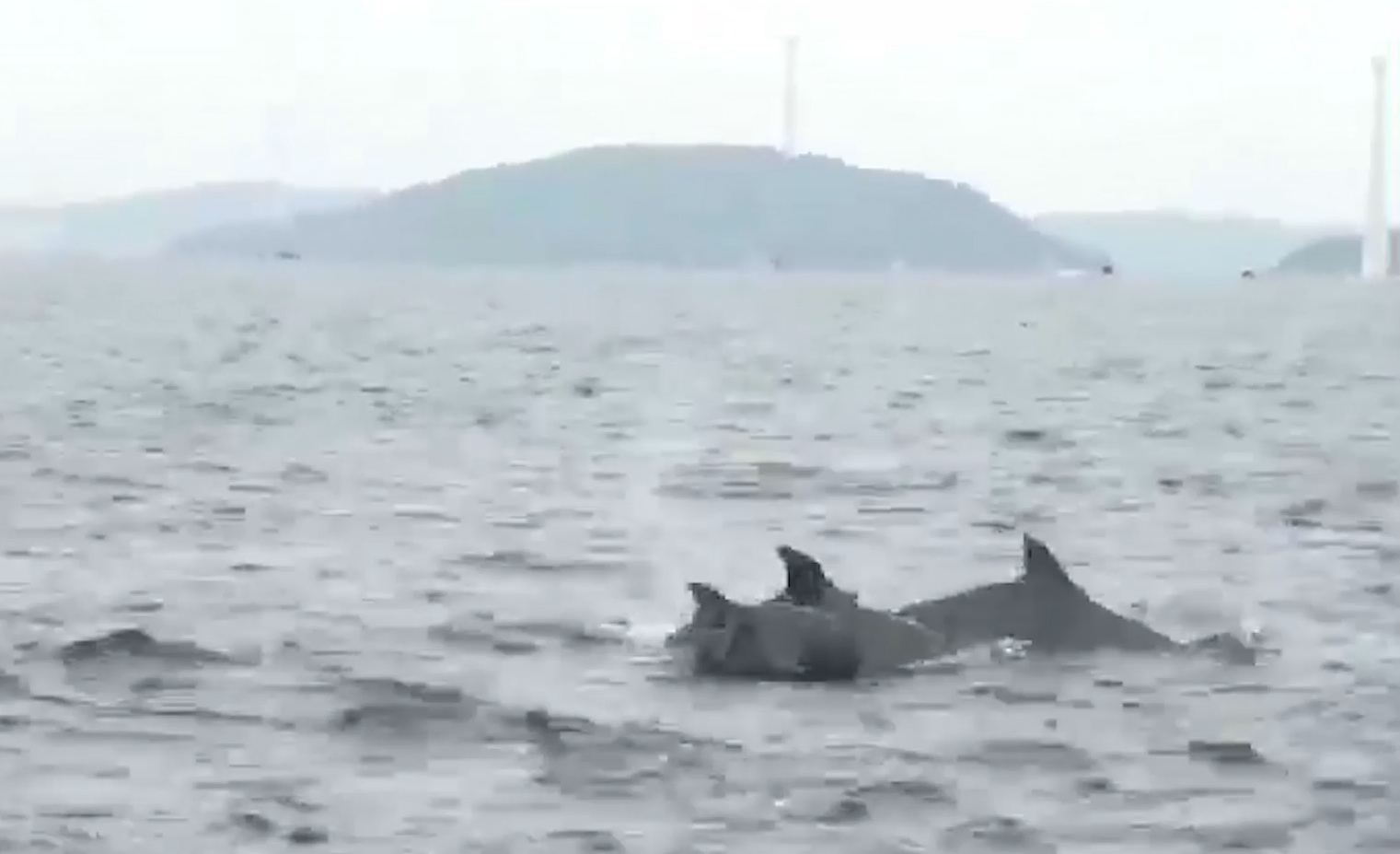 Cá heo đang nô đùa trên vùng biển Phú Quốc. Ảnh cắt ra từ clip  - Phú-Quốc-Thích-thú-với-cảnh-đàn-cá-heo-khoảnh-50-con-bơi-lội-tung-tăng-trên-biển - Phú Quốc: Thích thú với cảnh đàn cá heo khoảng 50 con bơi lội tung tăng trên biển.