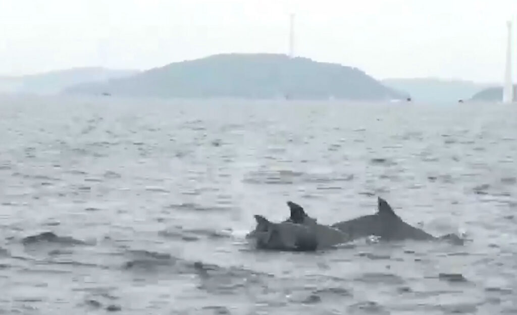 Cá heo đang nô đùa trên vùng biển Phú Quốc. Ảnh cắt ra từ clip