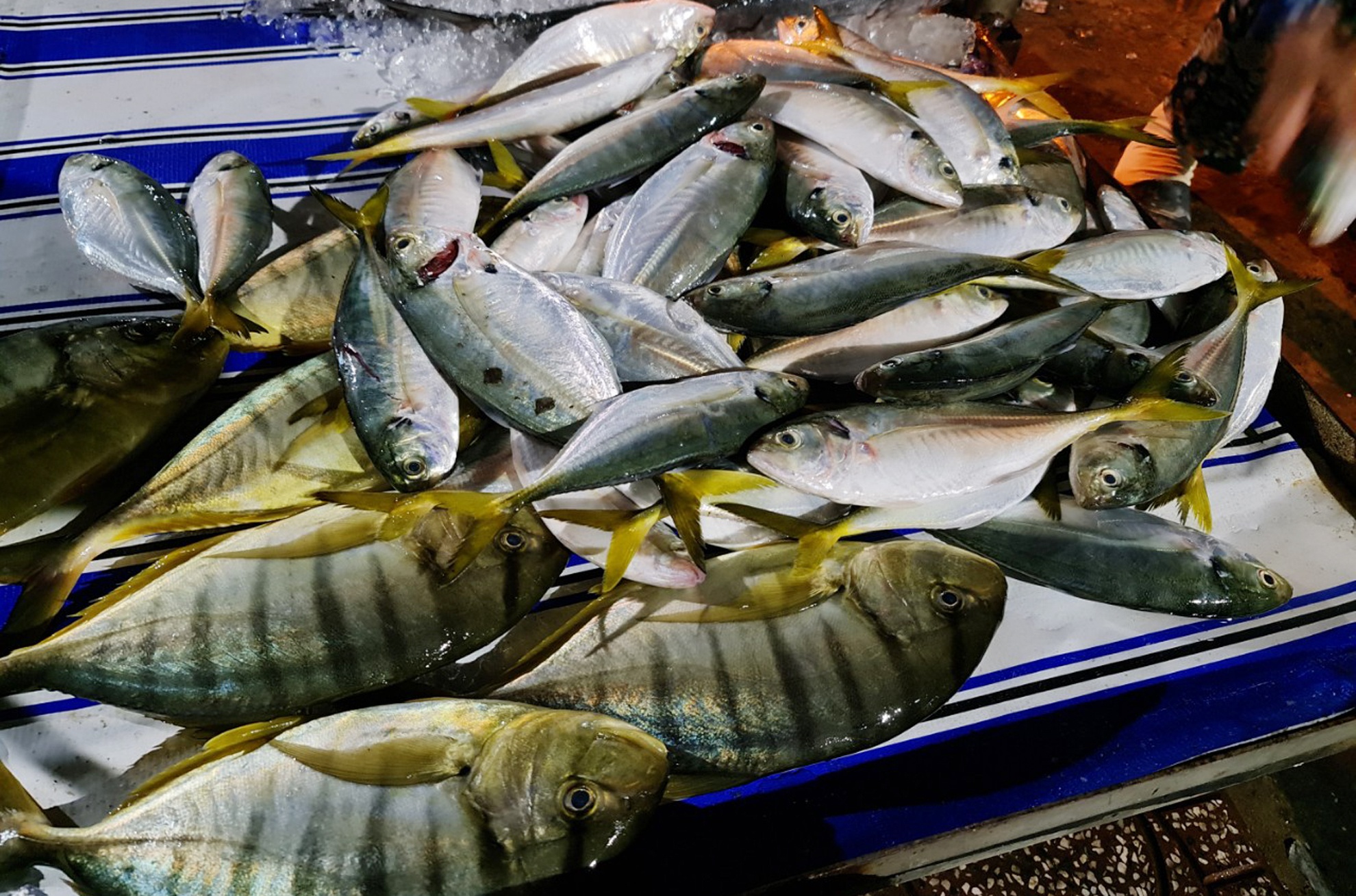 Hai san tuoi song gia re bat ngo anh 2  - ha_tien_7_zing - Giá hải sản ở chợ Hà Tiên dịp lễ khá rẻ