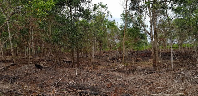 Hàng loạt khu đất vườn rộng lớn trên đảo Phú Quốc đang bị người dân chặt, đốt để san lắp mặt bằng rao bán đất. - WikiLand  - 31755417217393741262258750446516900331520n-152523500697043353720 - &#8220;Quả Bóng&#8221; Bất Động Sản Phú Quốc Đang Được Bơm Rất Căng, Nguy Cơ Xì Hơi Bất Cứ Lúc Nào